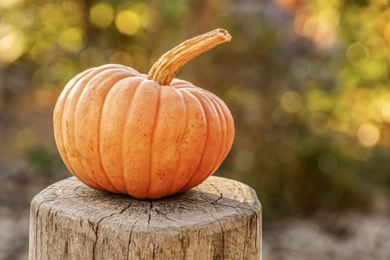 explore the fascinating world of seasonal variations, uncovering how changes in weather, light, and temperature influence nature, ecosystems, and human activities throughout the year.
