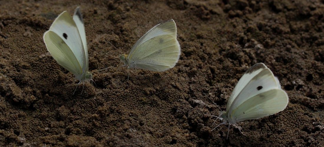 discover the captivating world of kings with our insightful exploration of royalty, their history, influence, and legacies that have shaped nations throughout the ages.